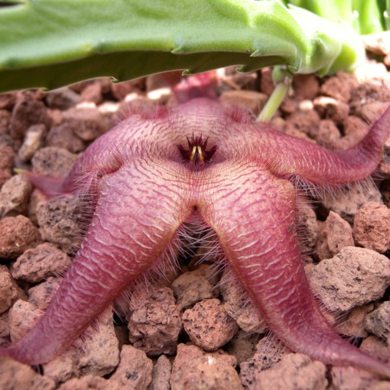 Carrion Plant Stapelia hirsuta